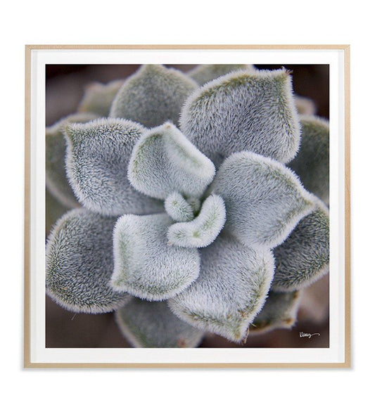 Juniper House-Grand Image Home-Karen Ussery-Fuzzy Succulent