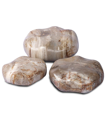 Petrified Wood Organic Sculpture - Set Of 3