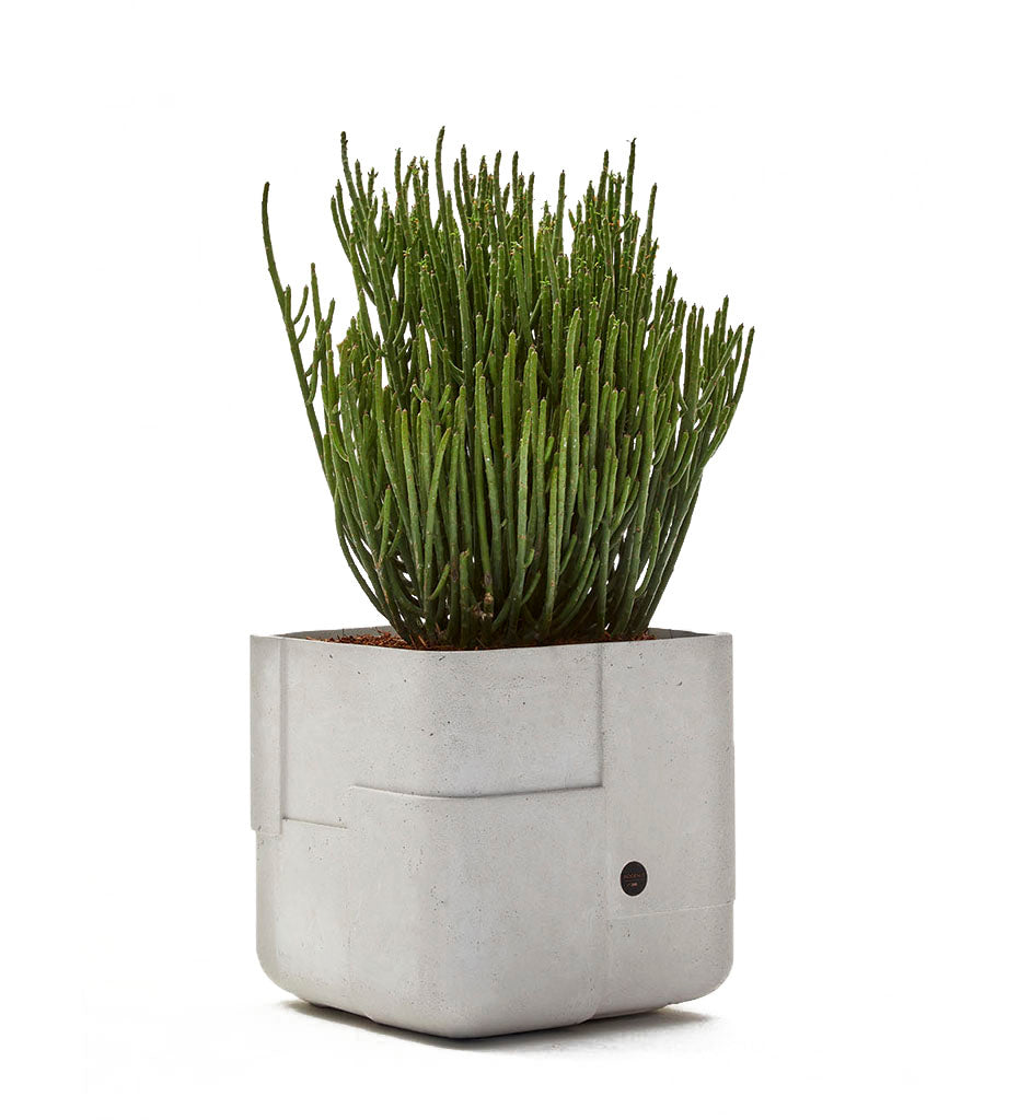 Terra X-Small Tall Planter with Natural Wood Base - Allred Collaborative